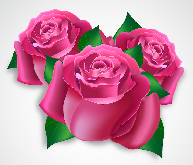 Pink roses