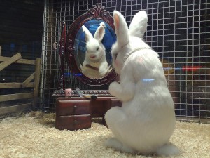 うさぎ