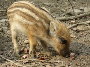 いのしし